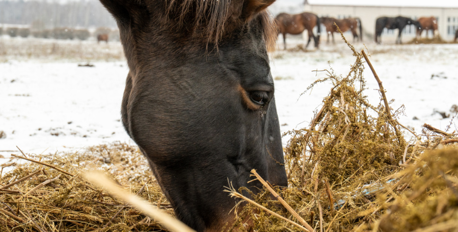 clanek 5 - kotwasser 2
